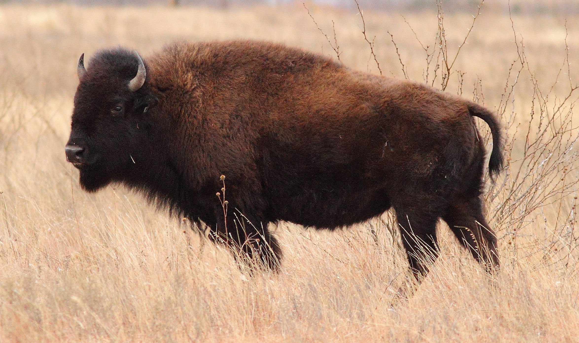 Бизоны спортивные. Лесной Бизон Северной Америки. Бизон самка.  Bison Bison самка. Самка американского бизона.
