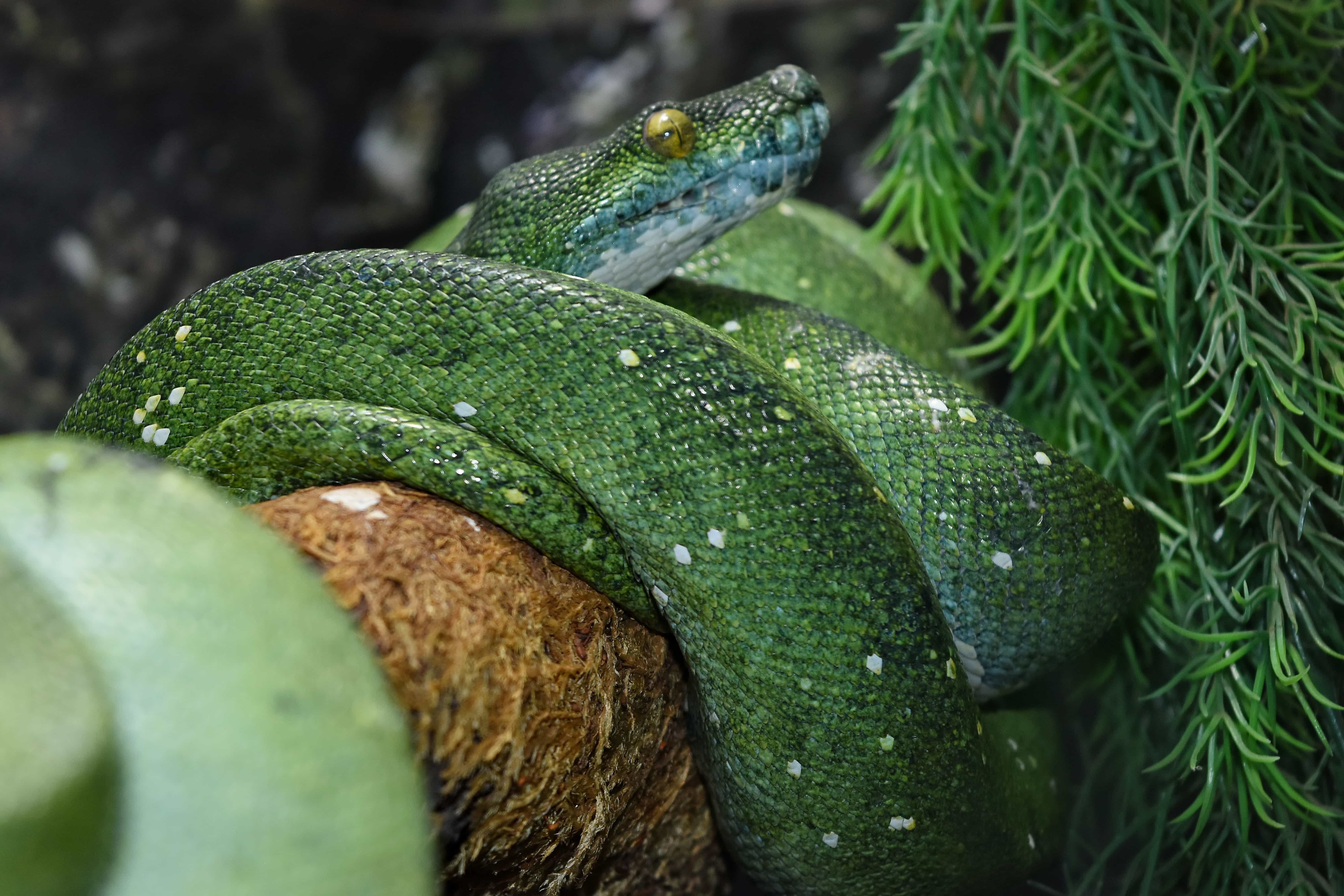 Зеленая змейка. Смарагдовый полоз. Смарагдовый полоз зеленый. Зеленый полоз змея. Змея изумрудный питон.