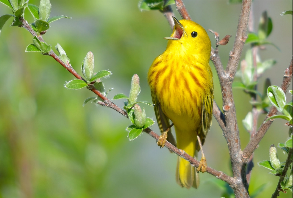 Звуки птиц какая птица поет. Птицы поют. Красивые птицы. Красивые птицы поют. Желтая птица.