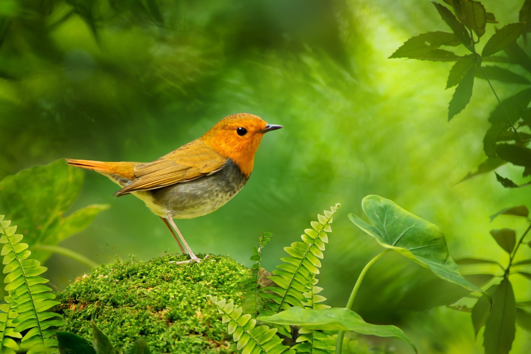Видео музыка птиц. Природа птицы. Птицы поют. Летние птицы. Птицы с красивым пением.