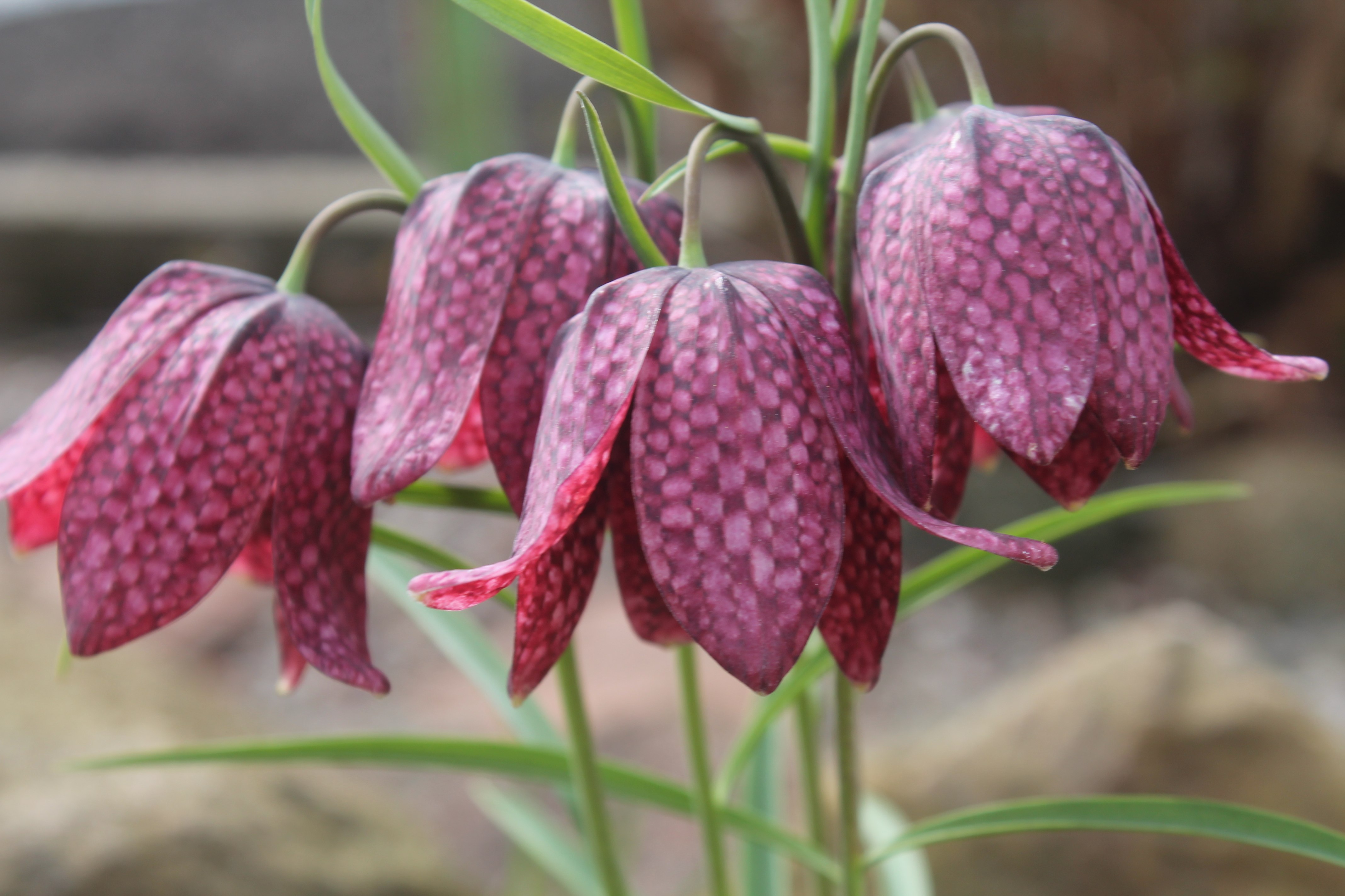 Рябчик шахматный. Рябчик шахматный Fritillaria meleagris. Рябчик малый — Fritillaria meleagroides. Рябчик шахматный Афродита. Растение рябчик шахматный.