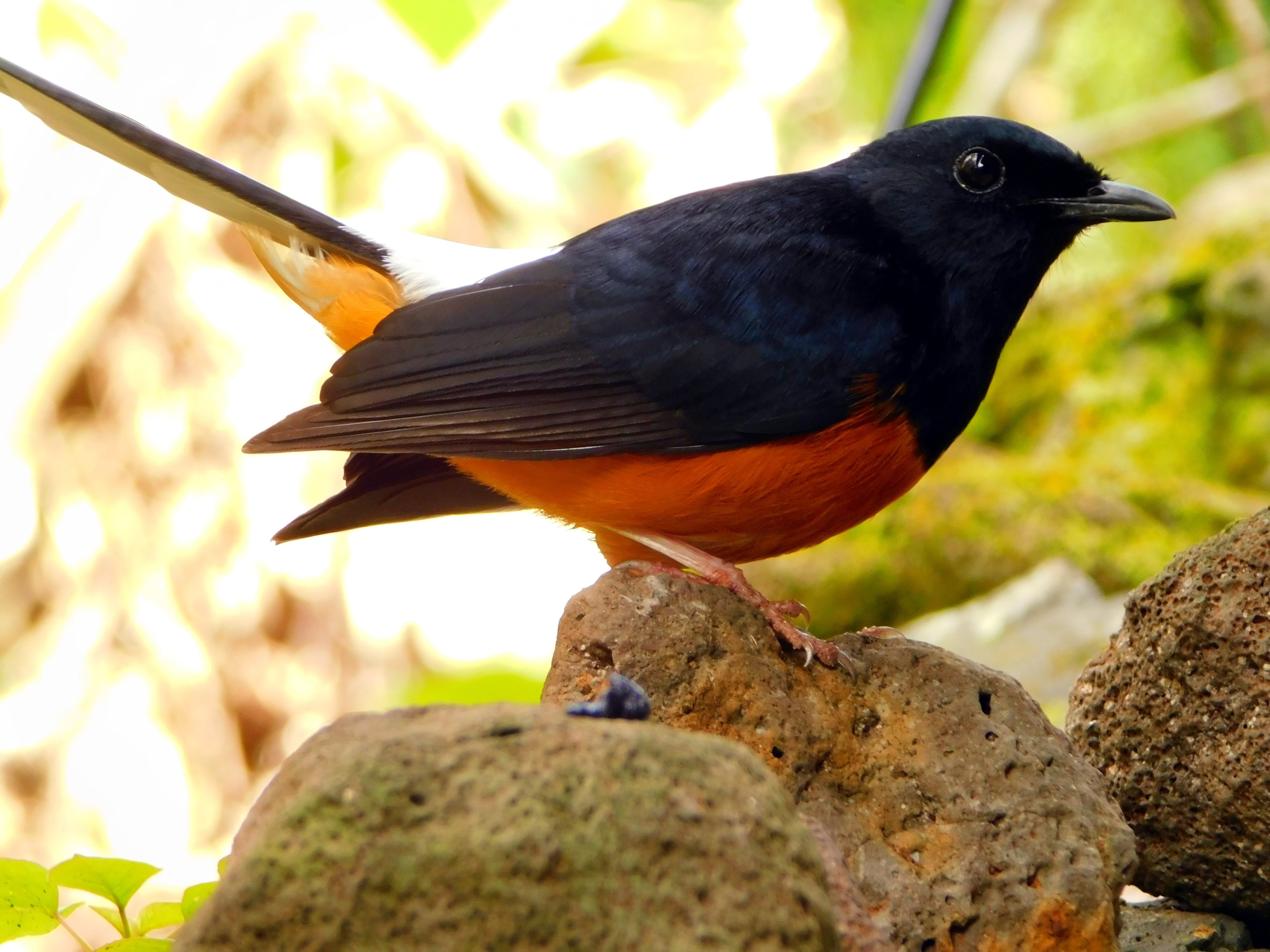 Птица с оранжевым хвостом
