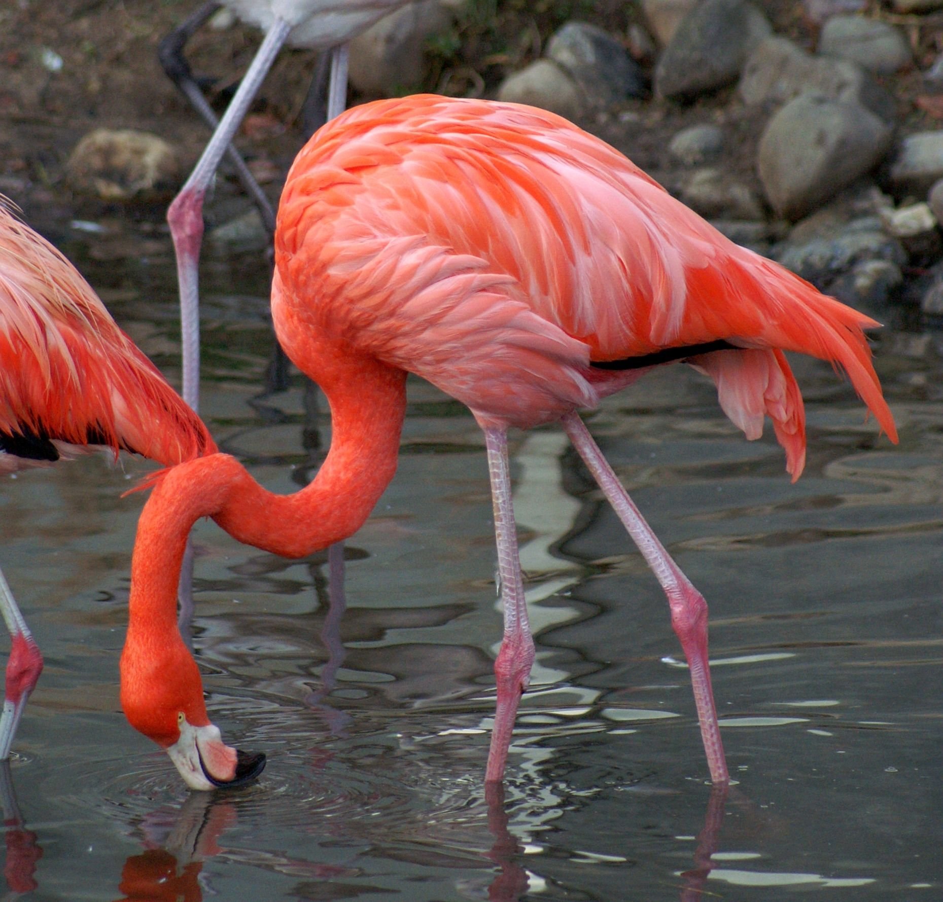 Фламинго интересная. Красный Фламинго Южная Америка. Рыжий Фламинго. Обыкновенный Фламинго. Фламинго фото.