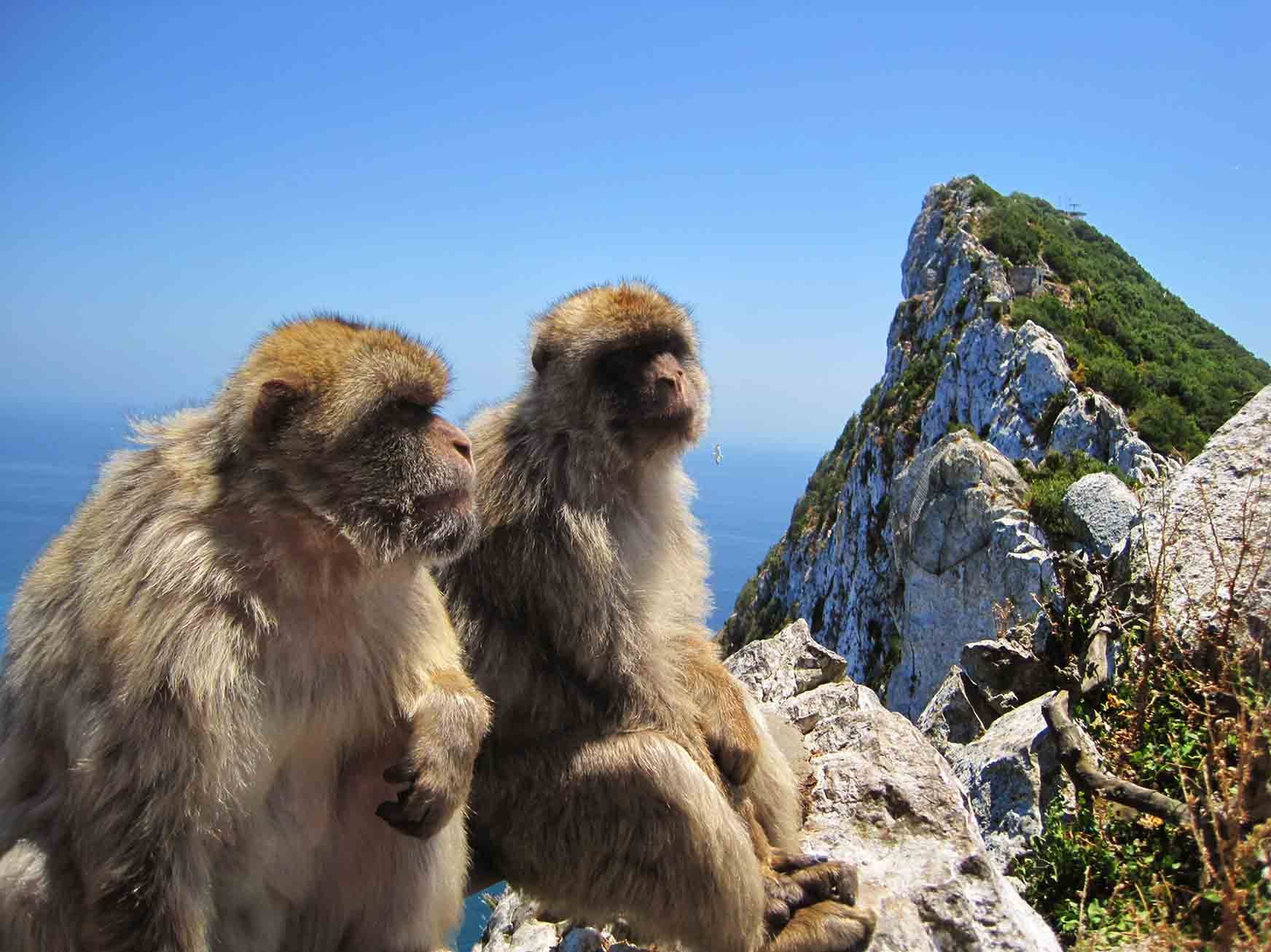 Скала обезьяна. Макак магот. Гибралтарский магот. Гибралтар обезьяны маготы. Магот берберская обезьяна.