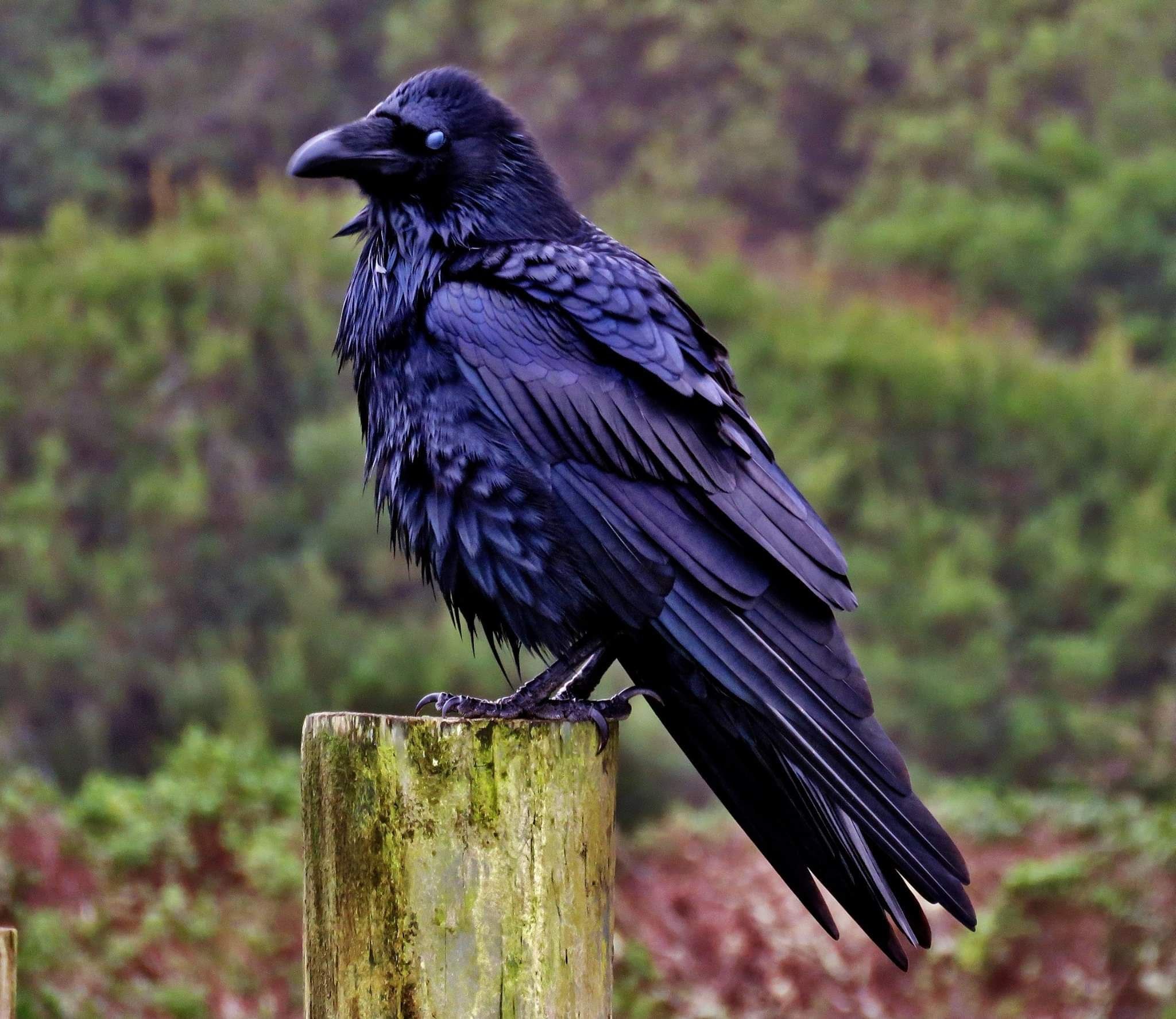 Well crow. Белоклювый ворон. Ворона меланист. Рейвен птица. Гуамский ворон.