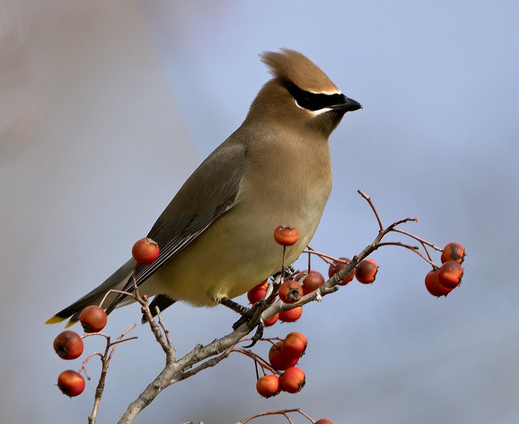 Фото птиц крупным планом. Кедровый свиристель Cedar Waxwing. Cedar Waxwing птица. Фото свиристель птицы крупным планом. Свиристель почтальон.