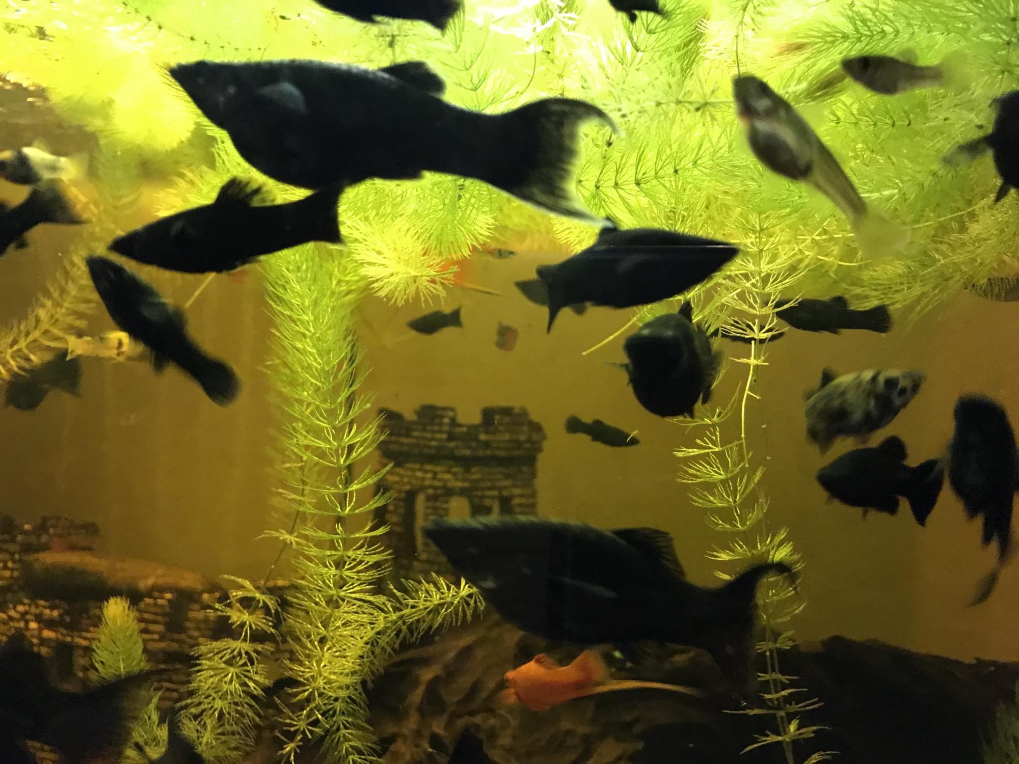 Моллинезия черная в аквариуме