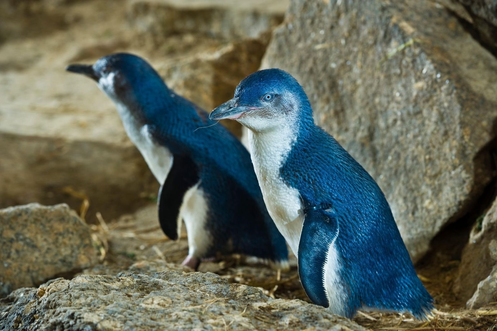 Голубой пингвин - картинки и фото poknok.art