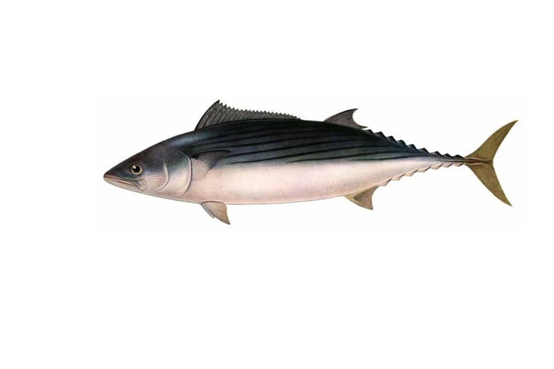 Пеламида что за рыба. Пеламида рыба Черноморская. Пеламида (Бонито, макрель). Рыба пеламида Бонито. Сарда рыба.