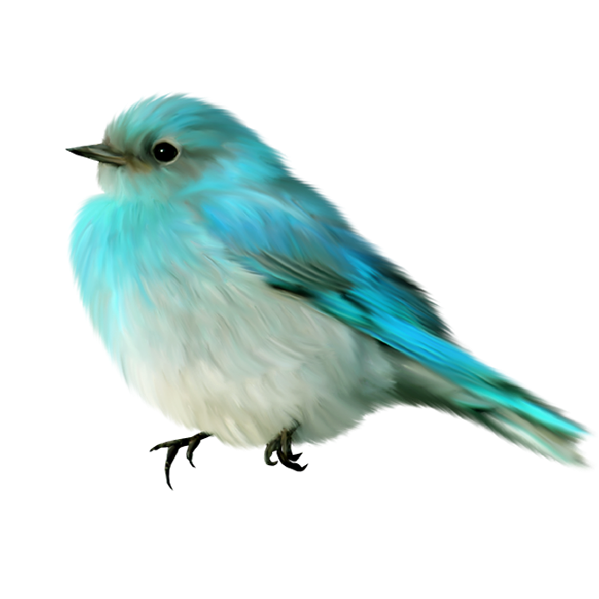 Birds png. Птичка. Птичка на прозрачном фоне. Птицы без фона. Птички для фотошопа.