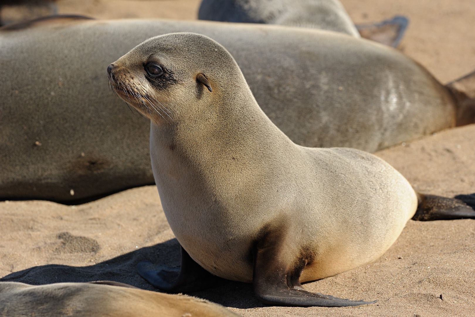 Fur seal. Ластоногие сивуч. Галапагосский Ушастый тюлень. Ластоногие морской котик. Ушастый тюлень сивуч.