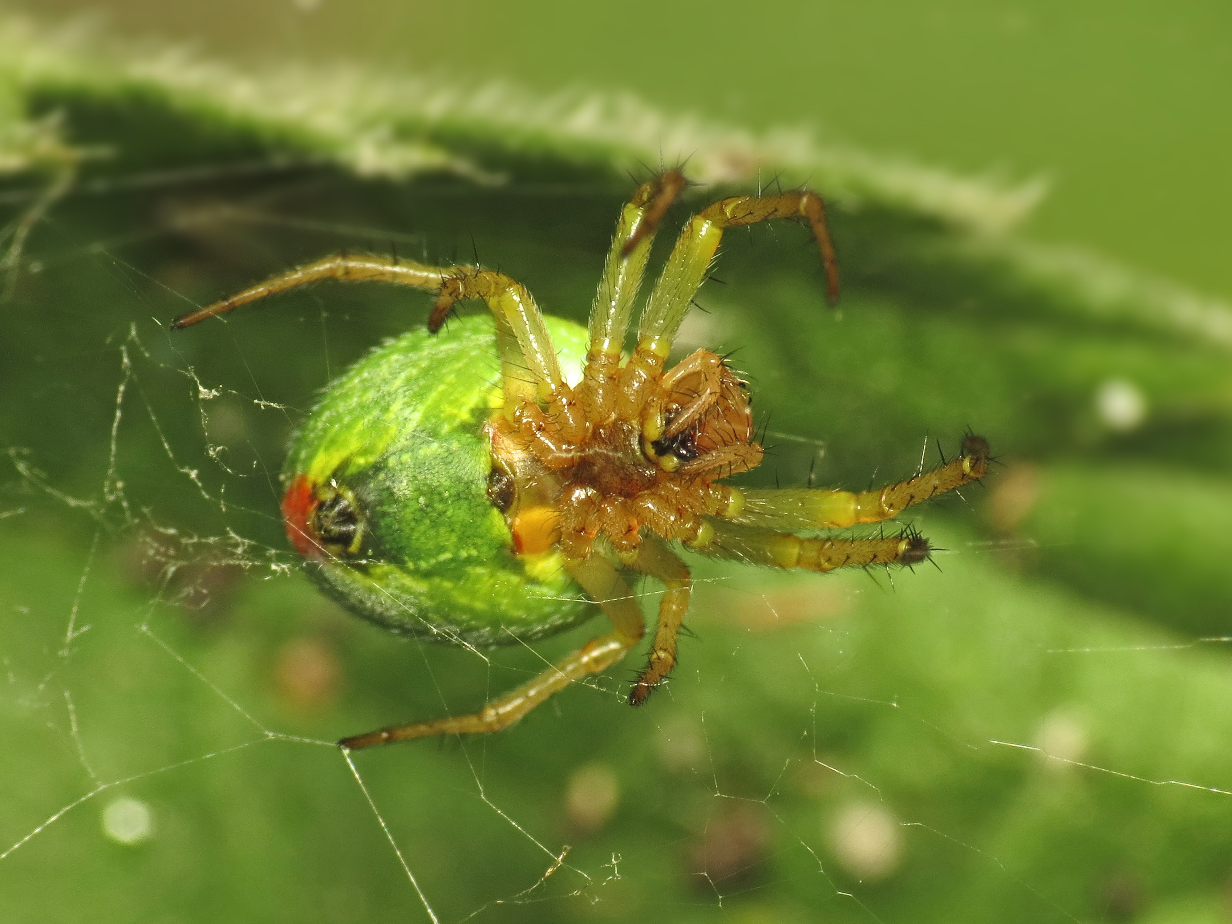 Салатовый паук в россии фото с названиями и описанием