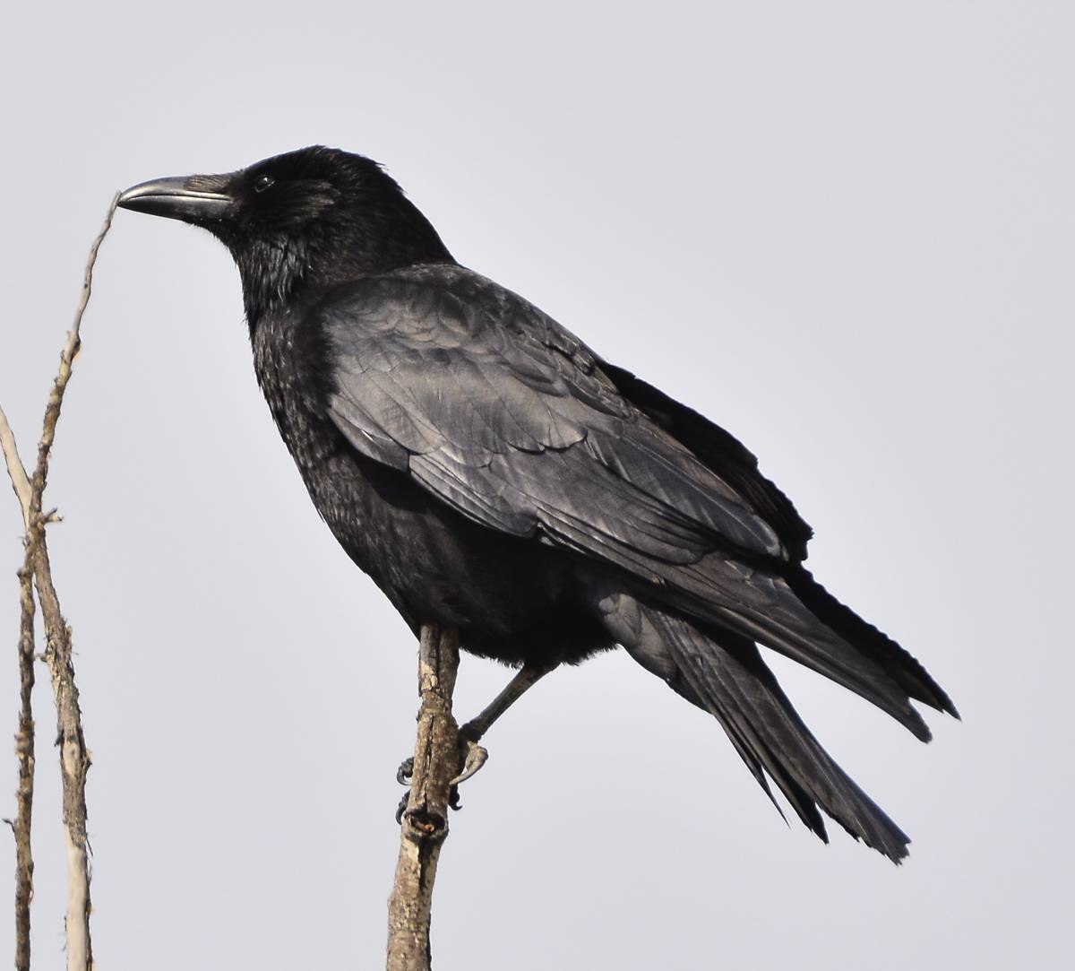 Карга это. Чёрная воро́на Corvus Corone. Черная ворона - Corvus Corone. Корвус карга. Черная птица Казахстан.