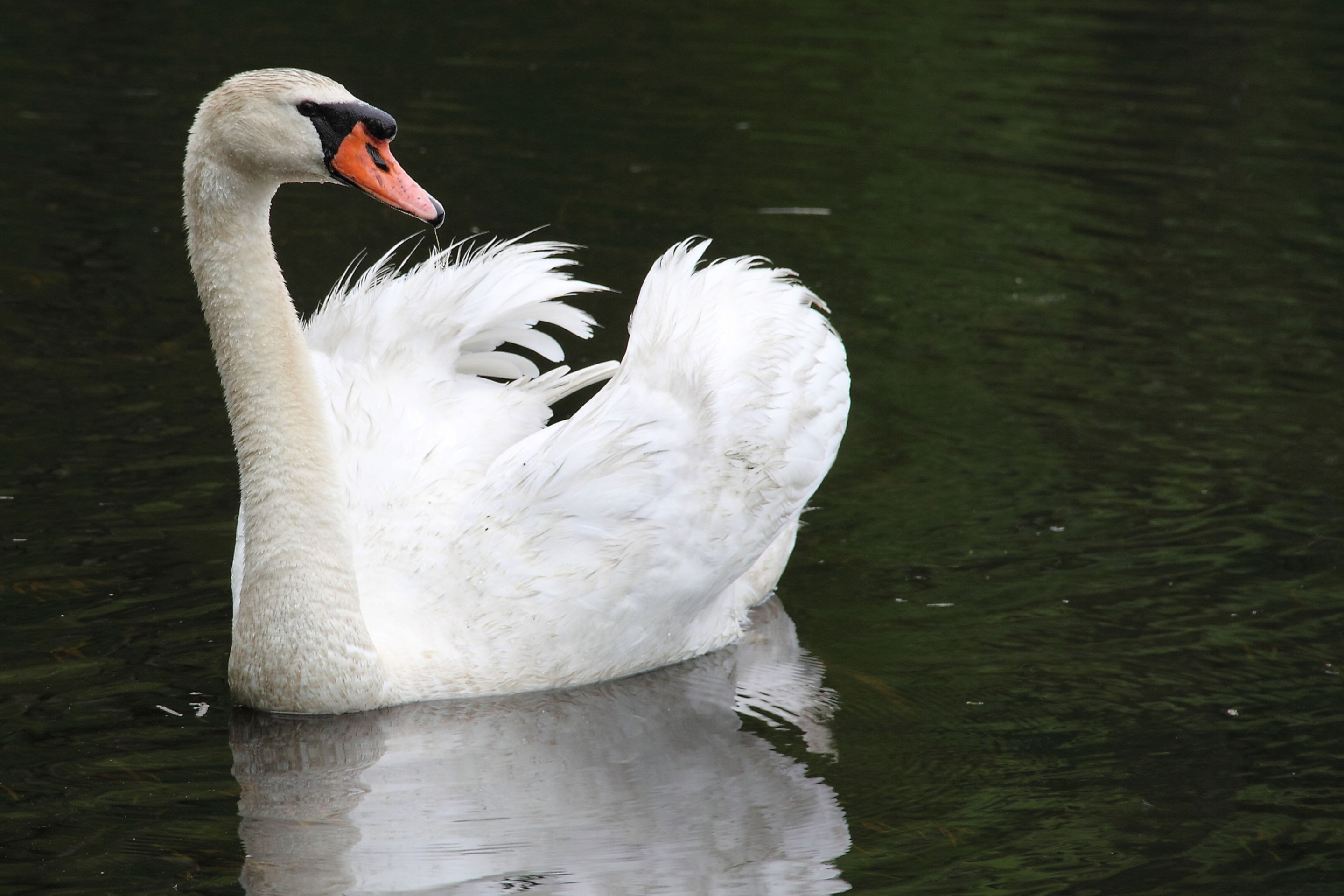 Swan's. Лебеди. Настоящий лебедь. Огромный лебедь. Обои HD лебедь.