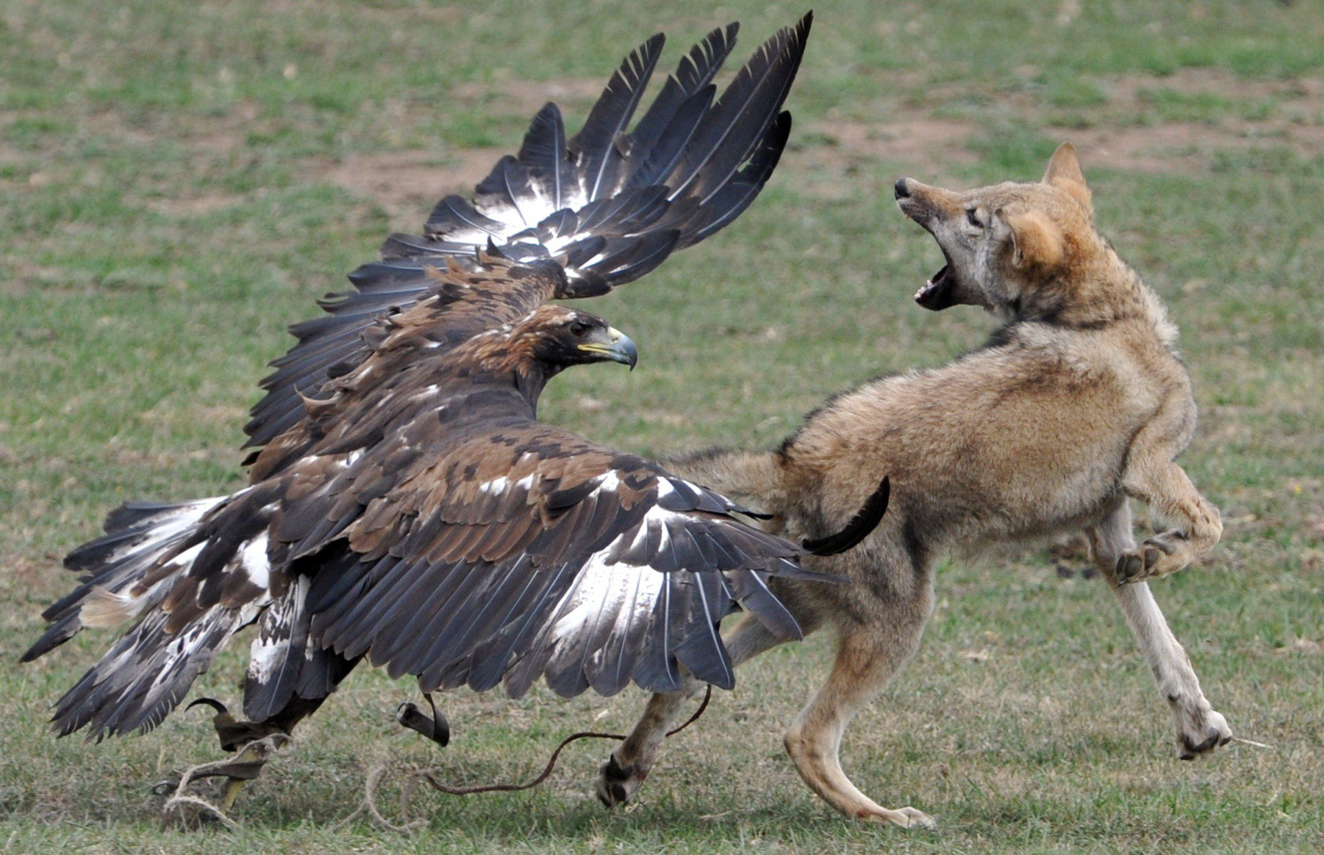 Орел и куры. Охота Беркута на волка. Беркут Коршун Орел и лиса. Беркут vs Орел. Беркут нападает на волка.