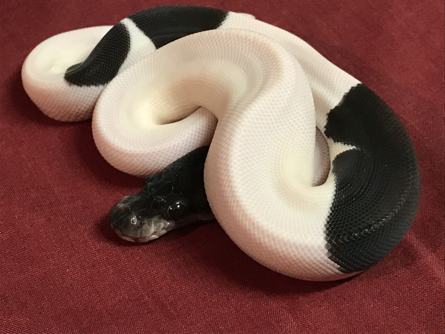 Snake 8. Питон Региус морфы. Королевский питон Панда. Королевский питон морфы pied. Королевский питон морфы черный.