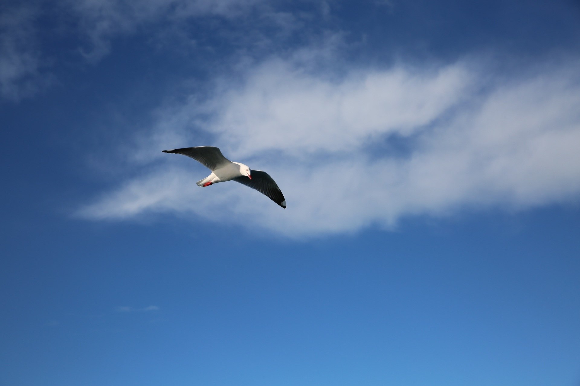 Звери небо. Blue Sky Bird.