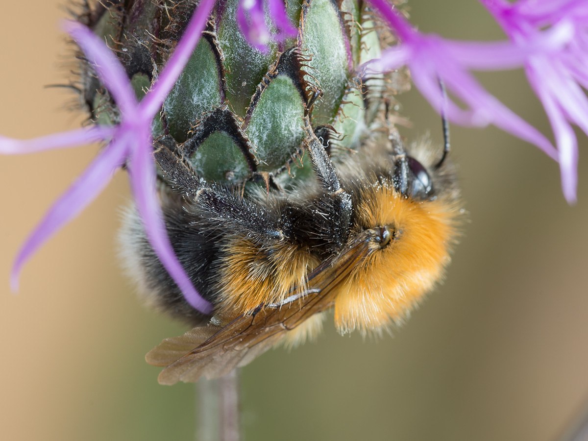 Шмель городской. 54. Bombus hypnorum – городской Шмель. Шмель консобринус. Bombus monticola. Bombus humilis.