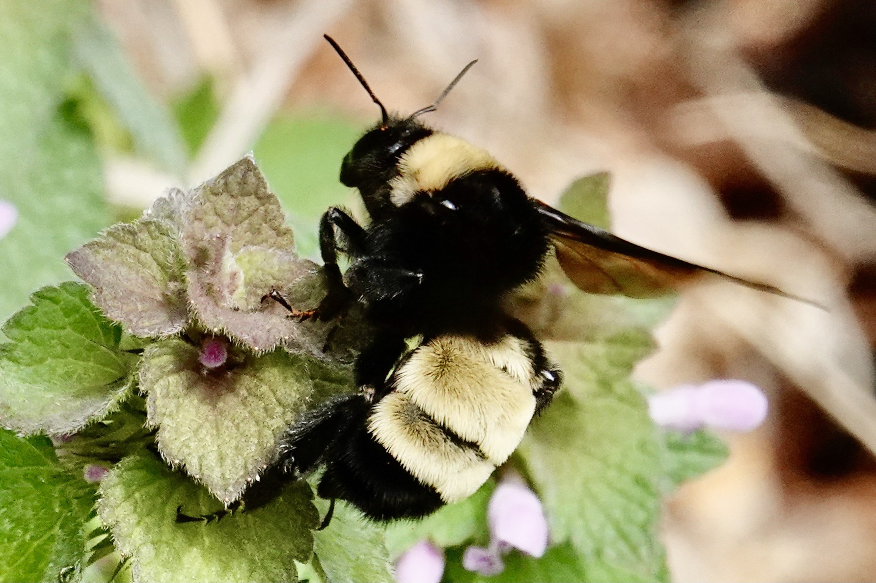 Bombus комплект бабочки