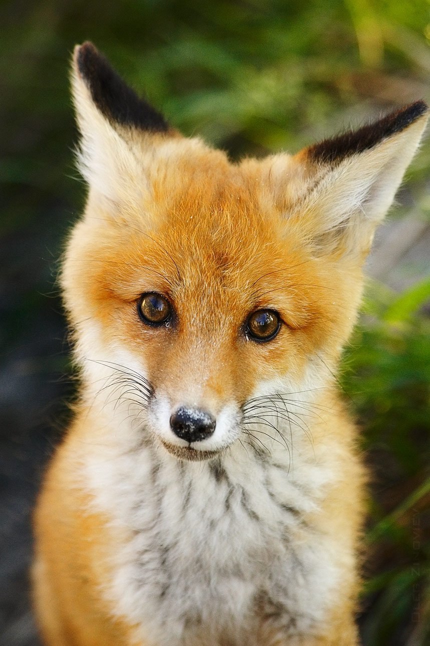 Покажи fox. Лисичка Патрикеевна Полярная. Желтая лиса. Маленькая лиса. Красивая Лисичка.