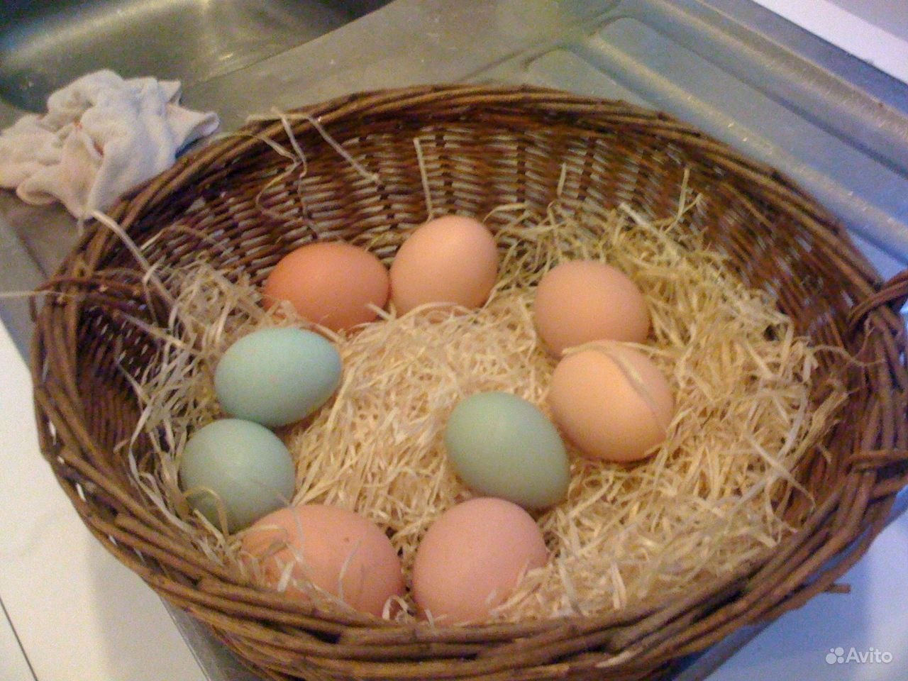 Фото кур несущих голубые яйца. Куры Араукана яйца. Араукана яйца. Яйца Амераукана розовые. Курицы Араукана яйца.