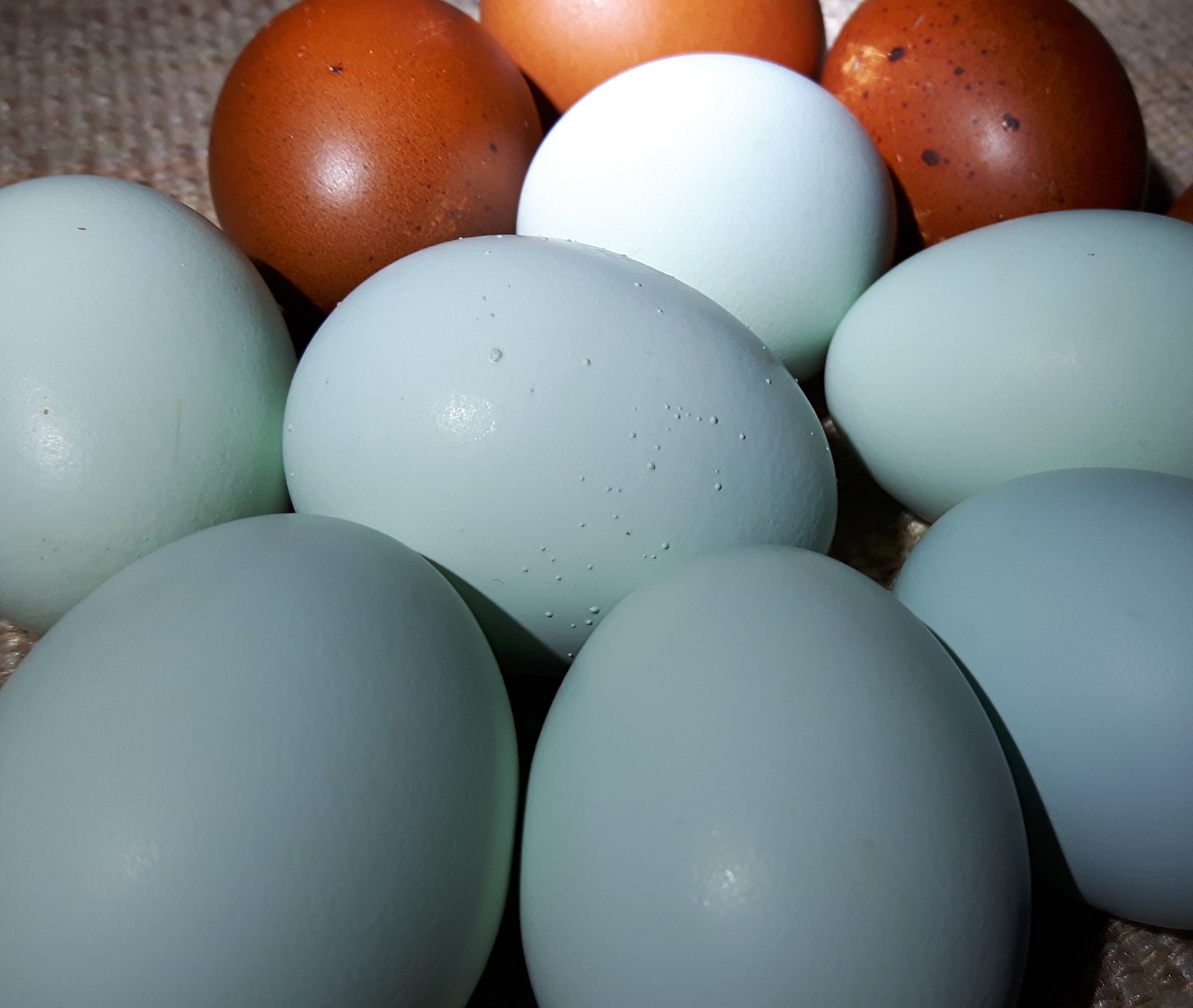 Яйца окрас. Маран Амераукана. Куры порода Амераукана яйцо. Амераукана яйца. Куры Араукана яйца.