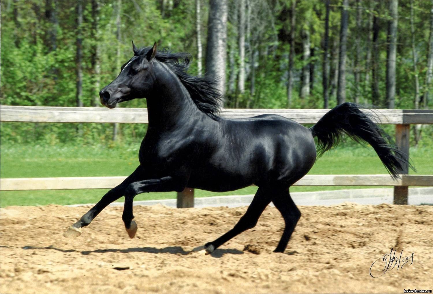 Породистый конь. Арабская Скаковая порода лошадей. Чистокровная верховая лошадь Вороная. Лошади породы арабская чистокровная. Арабская чистокровная лошадь Вороная.