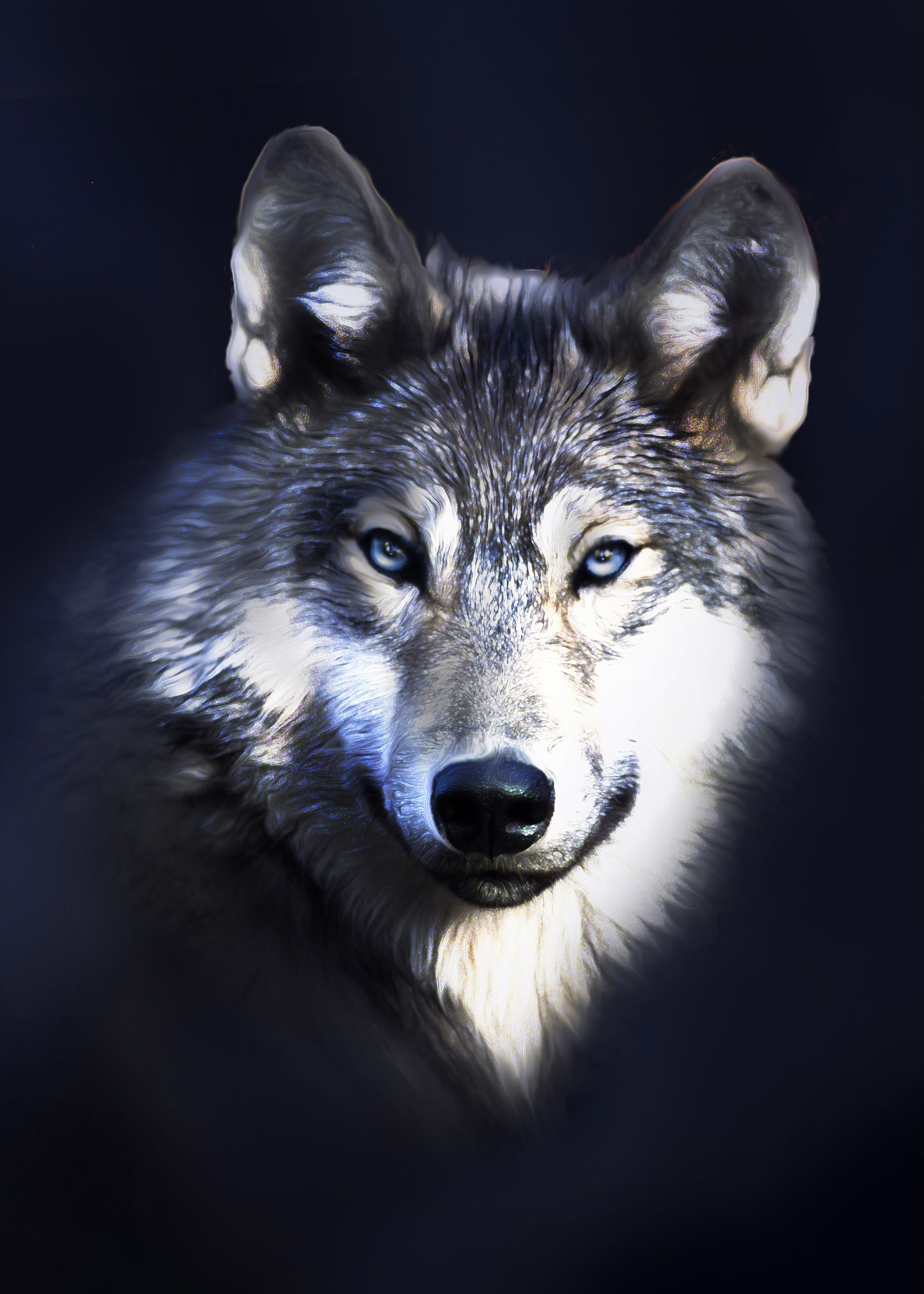 Волк с голубыми глазами - фото онлайн на витамин-п-байкальский.рф