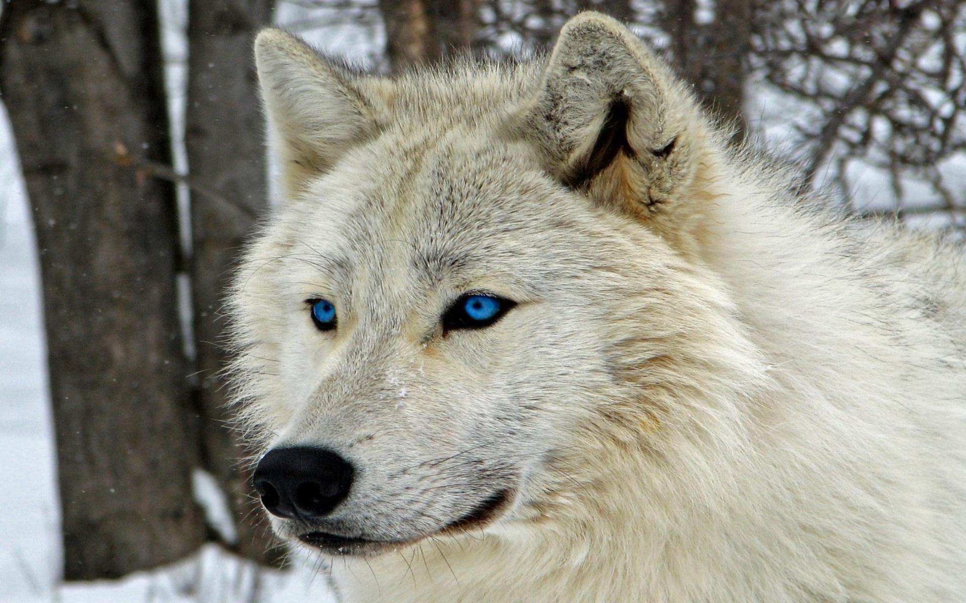 Постер Волк с голубыми глазами