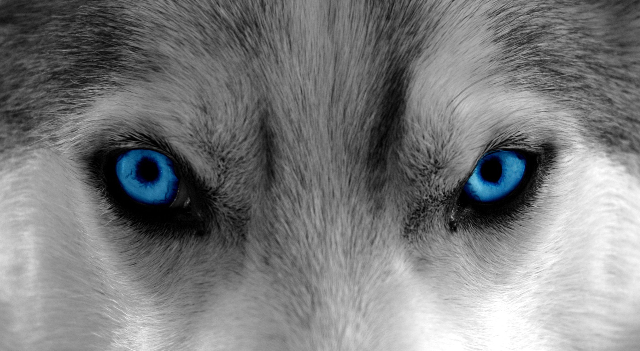 Белый волк с голубыми глазами (66 фото)