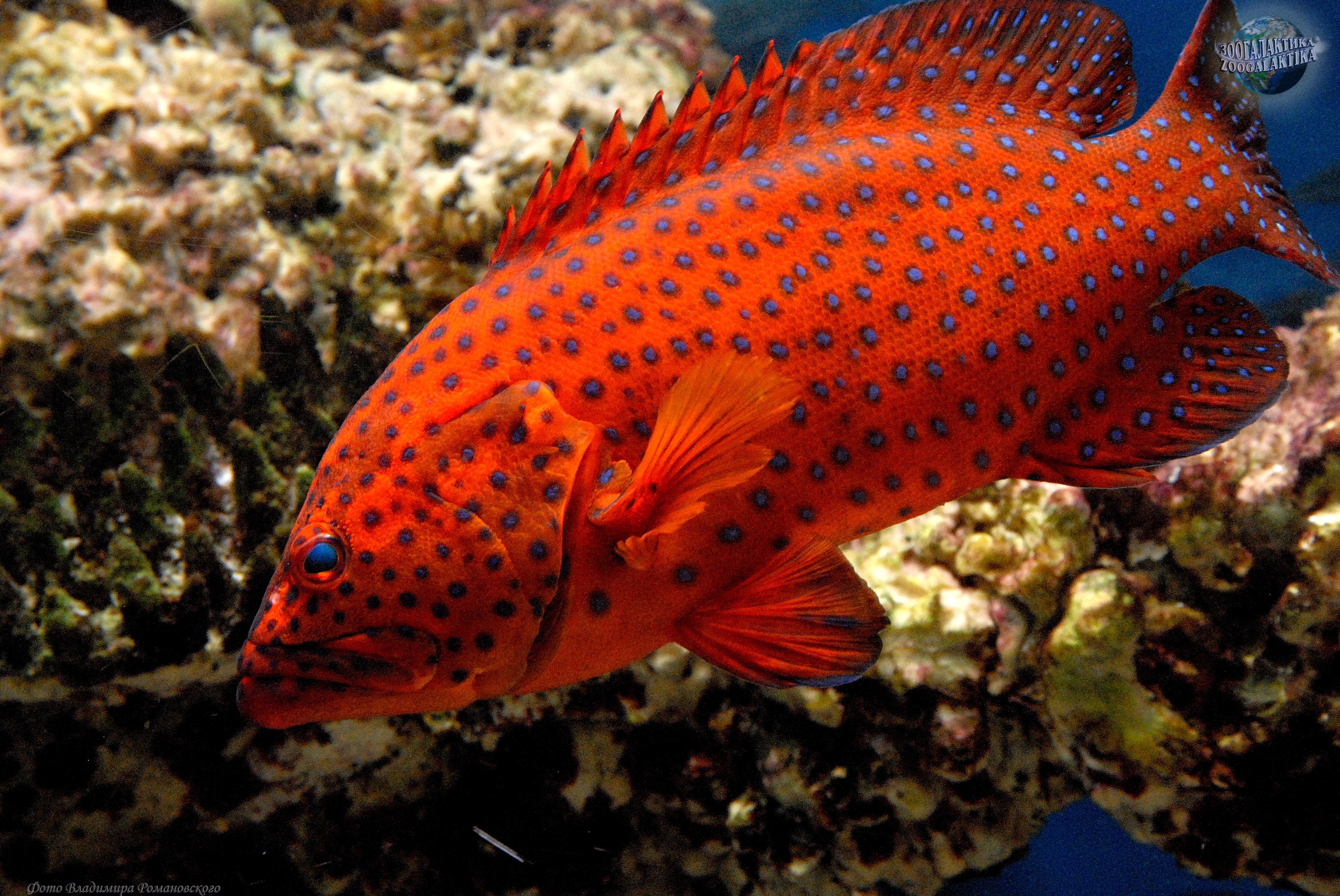 Большой красный пестрый. Красный коралловый Групер. Красный Групер рыба. Групер белопятнистый. Пятнистый Групер.