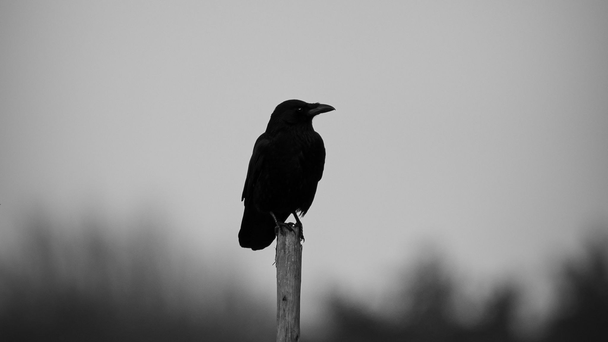 Crow full. Ворон черно белый. Черный ворон. Вороны Эстетика. Чёрно-белые вороны.