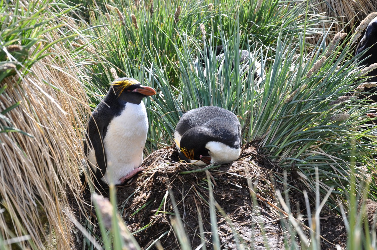 Гнездо пингвина