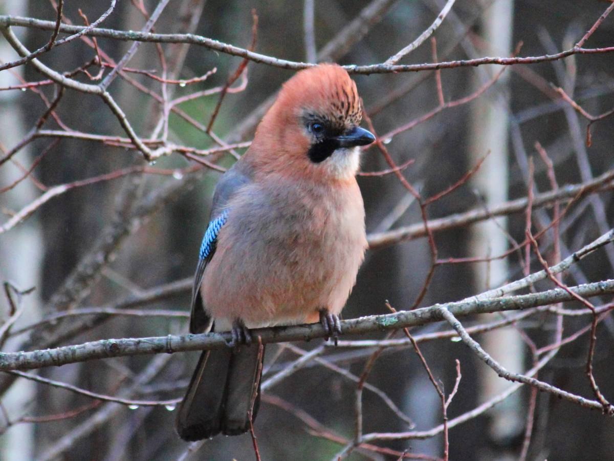 Птичка сойка. Сойка garrulus glandarius. Сизая Сойка. Сойка в России. Птицы Московской области Сойка.