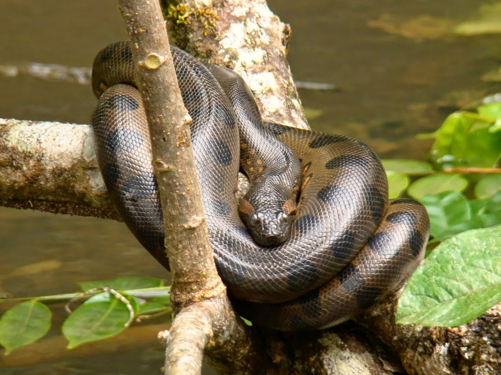 Анаконда отзывы. Анаконда змея. Анаконда eunectes murinus. Южноамериканская Анаконда.