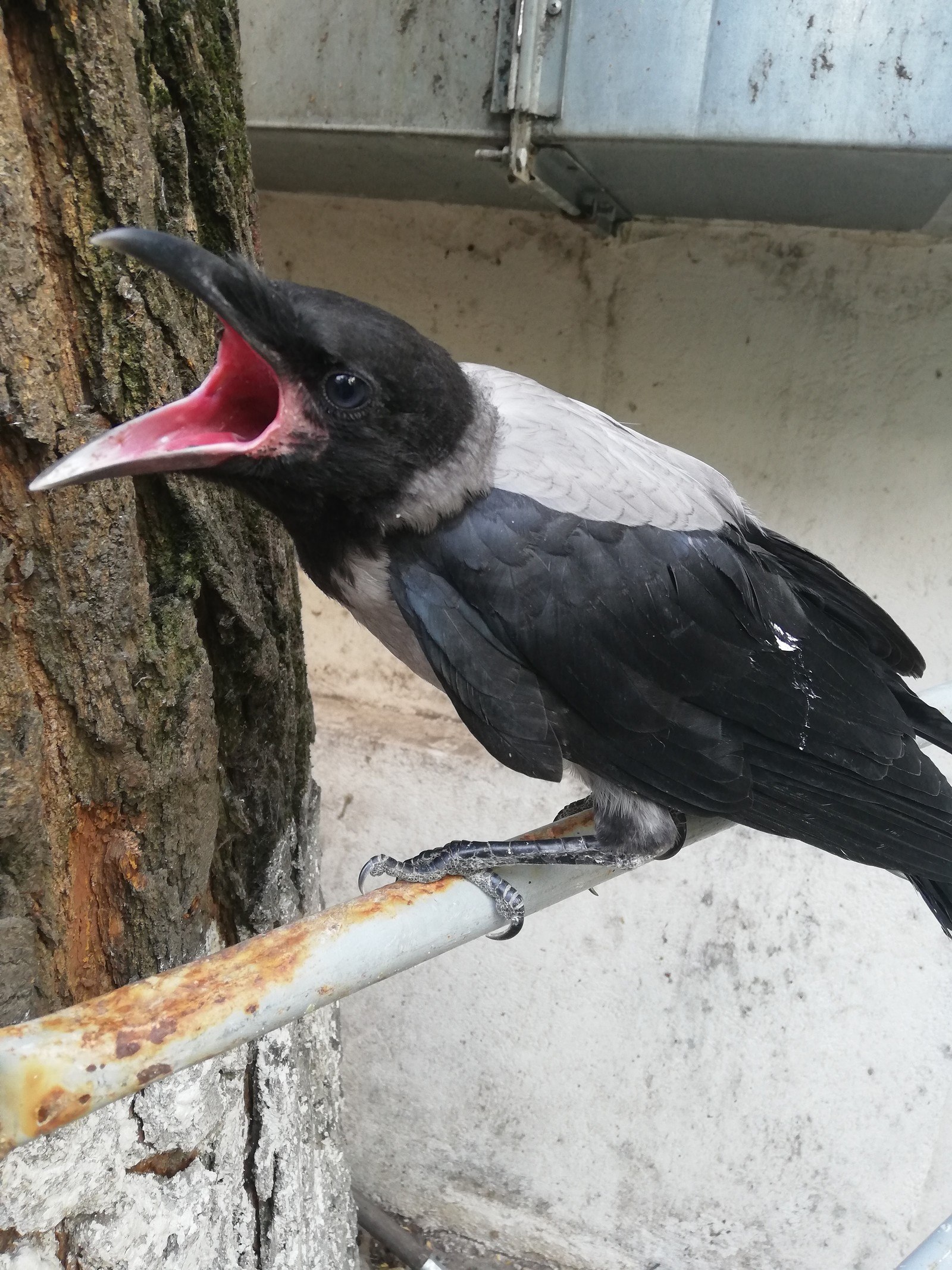 Crow язык. Серая ворона. Домашняя ворона. Ворона с серой шеей. Пасть серой вороны.