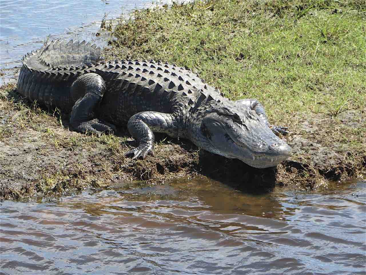 Скорость аллигатора. Миссисипский Аллигатор. Флоридский Аллигатор. Миссисипский Аллигатор отряд. Череп крокодила Миссисипский Аллигатор.