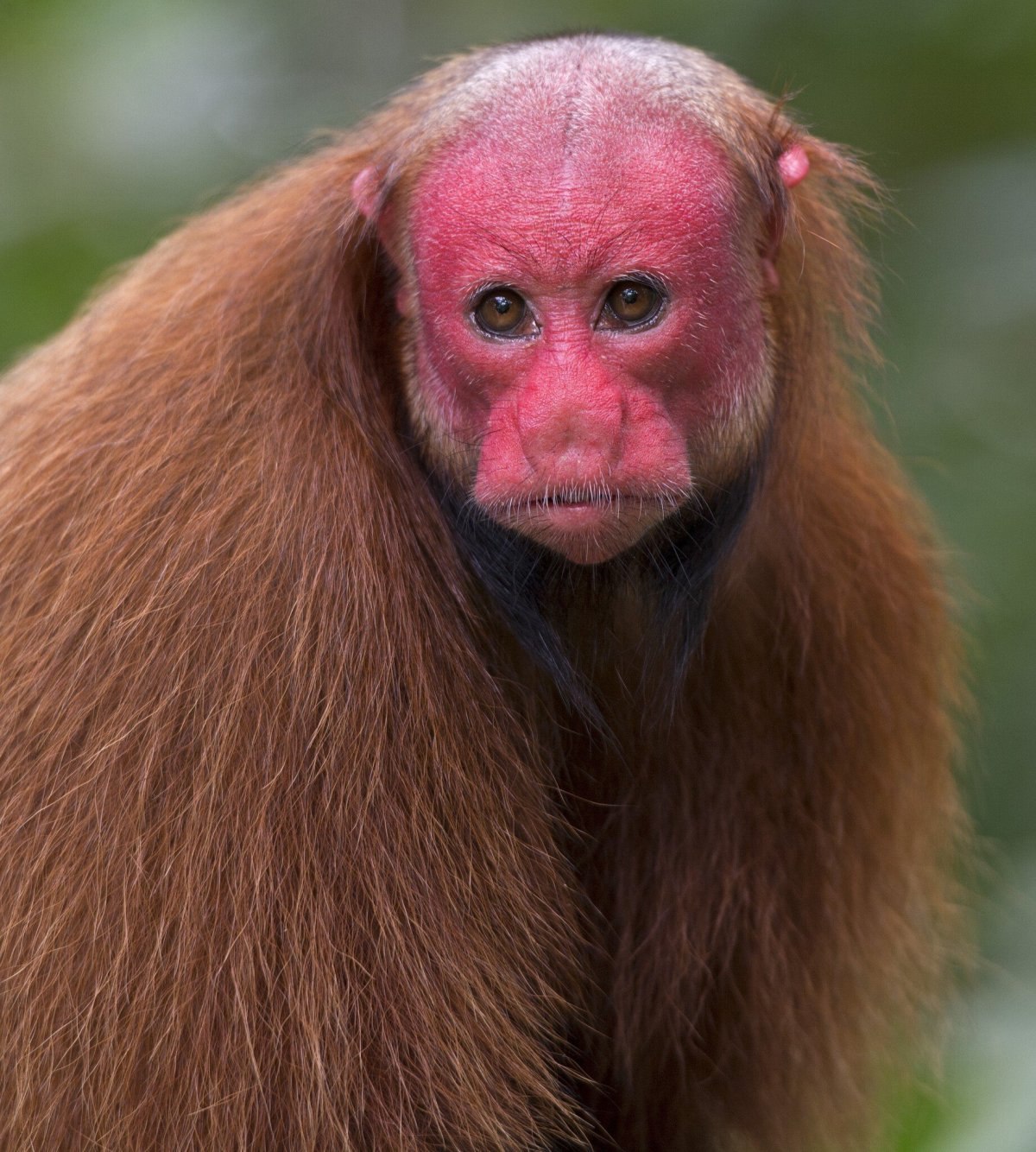 Фото по запросу Красная обезьяна