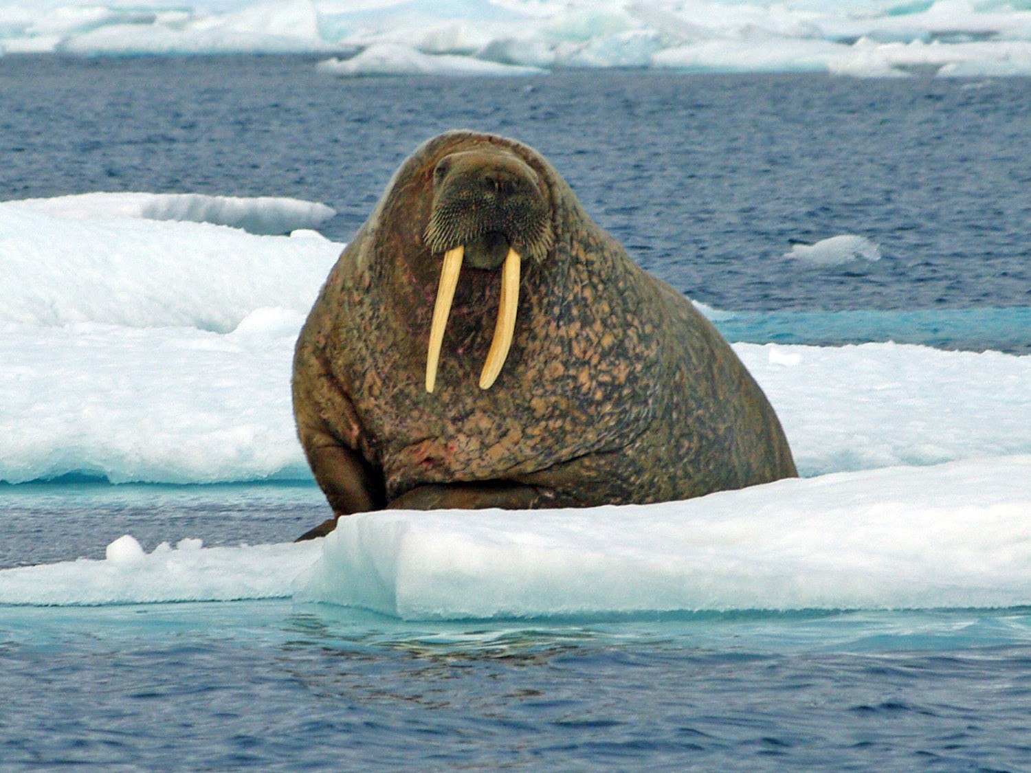 Жители северного океана. Морж в Арктике Арктика. Антарктида морж. Ластоногие моржи. Северный полюс морж.