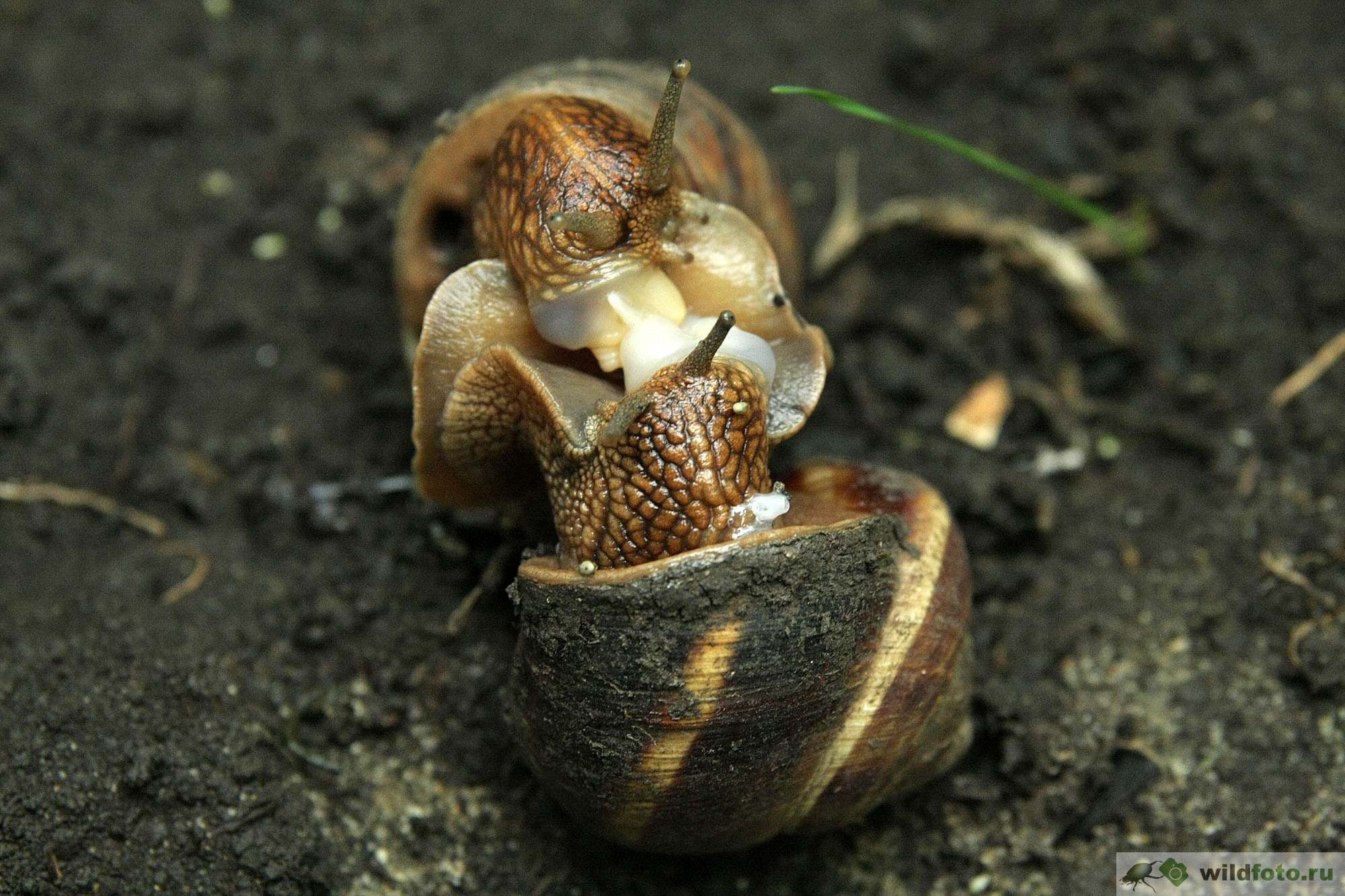 Спаривание улиток. Улитки Helix lucorum. Helix lucorum — Горная улитка. Спаривание виноградных улиток. Улитка Helix desertorum.