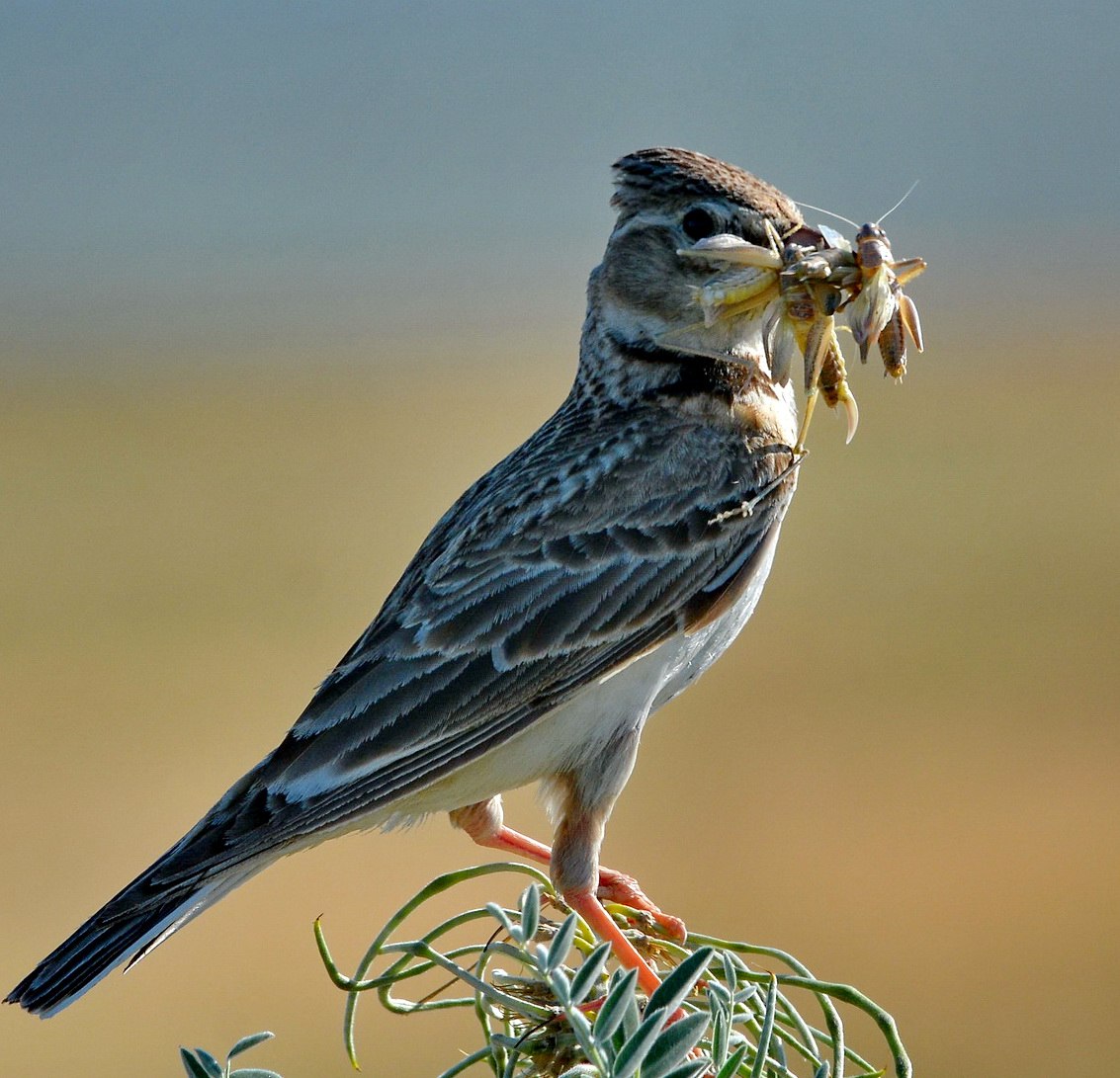 Юла птица. Степной Жаворонок. Melanocorypha Calandra. Степной Жаворонок в степи. Жаворонок джурбай.