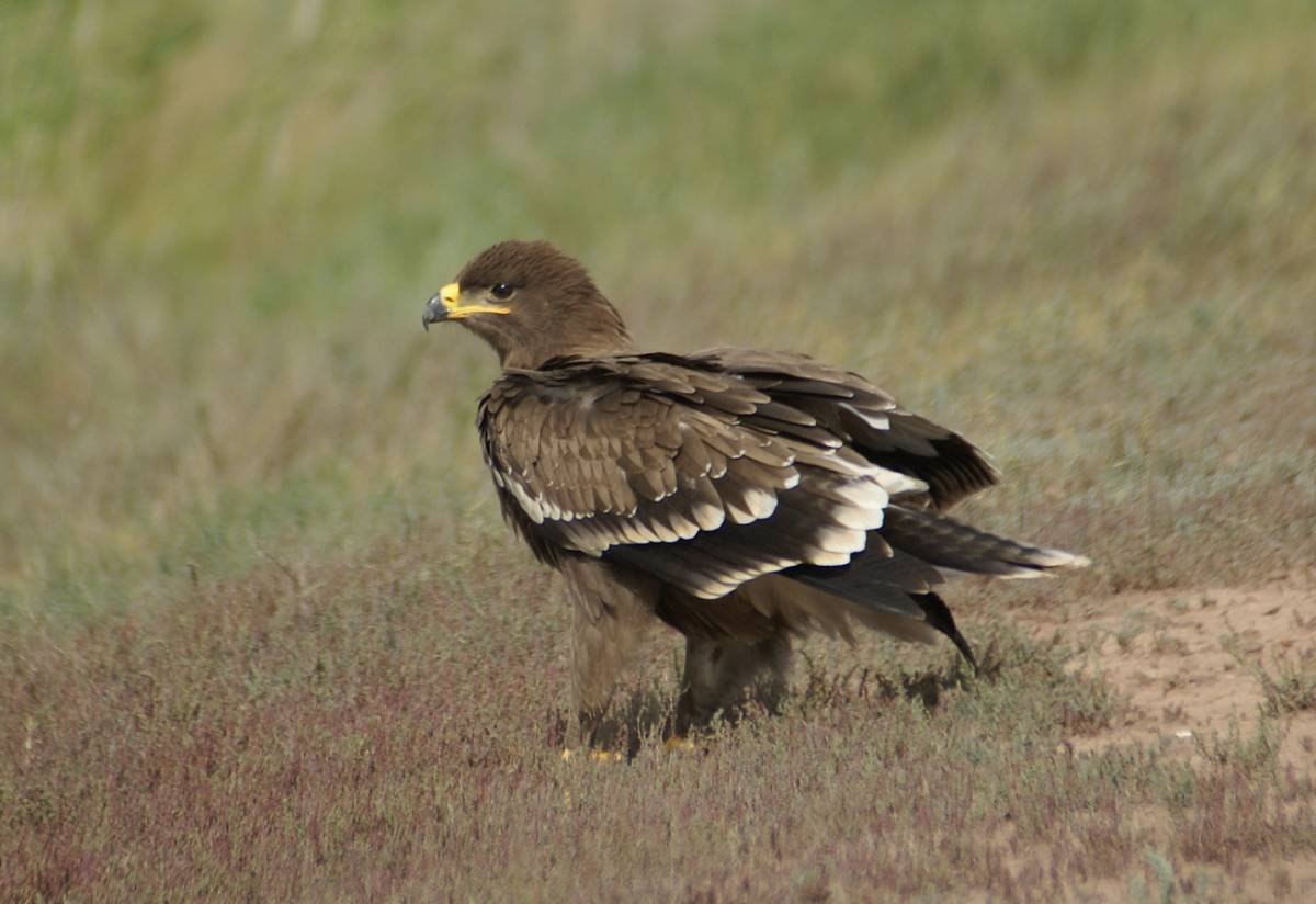 Птицы степи. Степной орёл (Aquila nipalensis. Степной Орел Оренбургской области. Оренбургский Степной Орел. Степной Орел в степи.