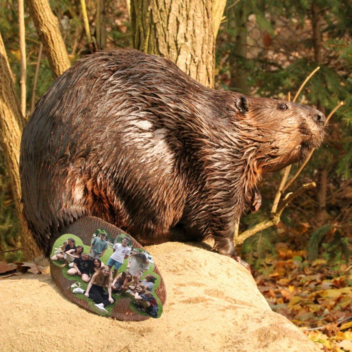 Что ест бобр. Канадский Бобр (Castor canadensis). Бобр Европейский (Castor Fiber). Бобр Речной обыкновенный. Североамериканский Бобр.