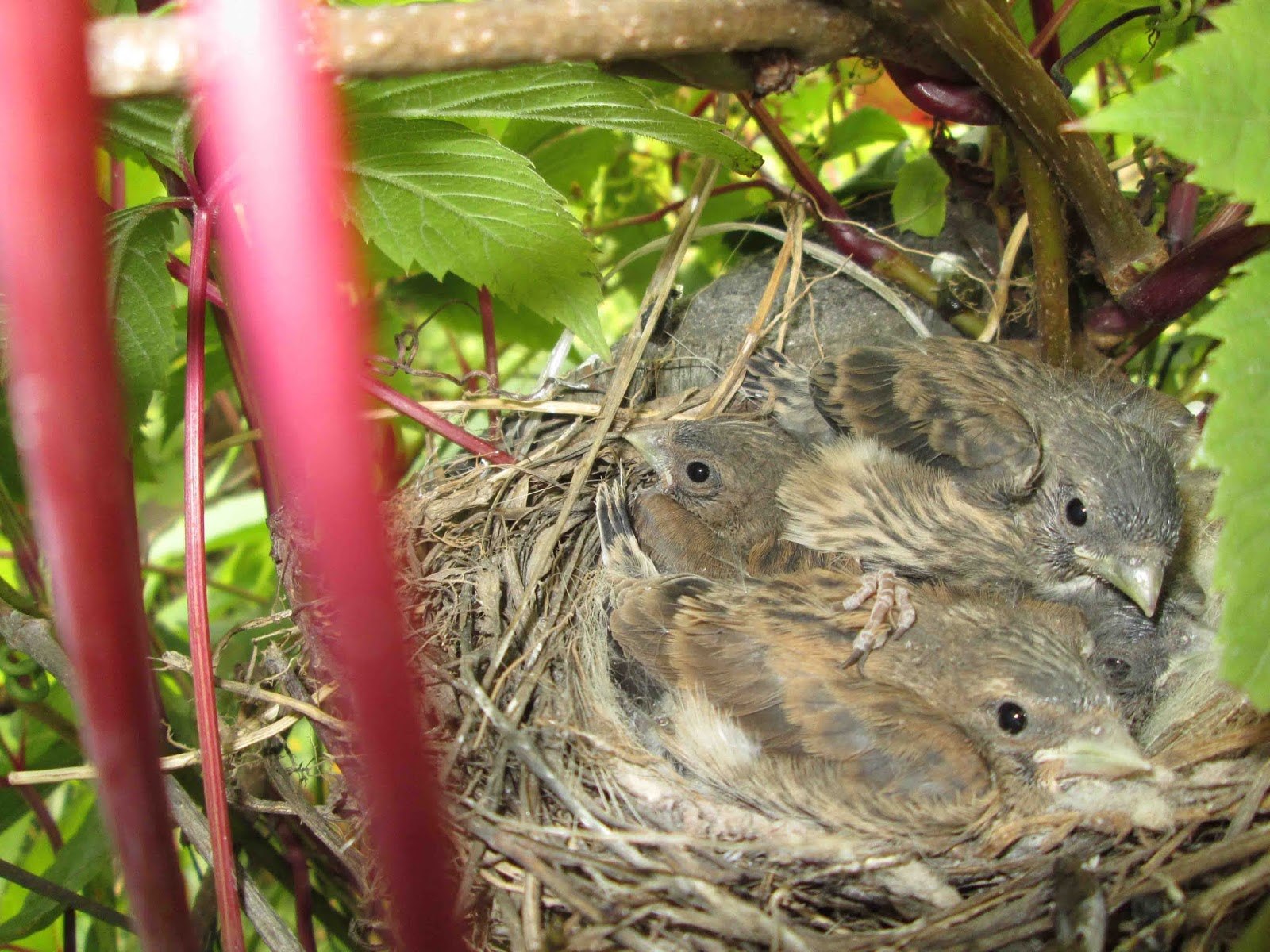 Гнезда птиц под крышей дома. Дрозд свил гнездо. Птица свила гнездо. Воробей свил гнездо. Гнездо для птиц..