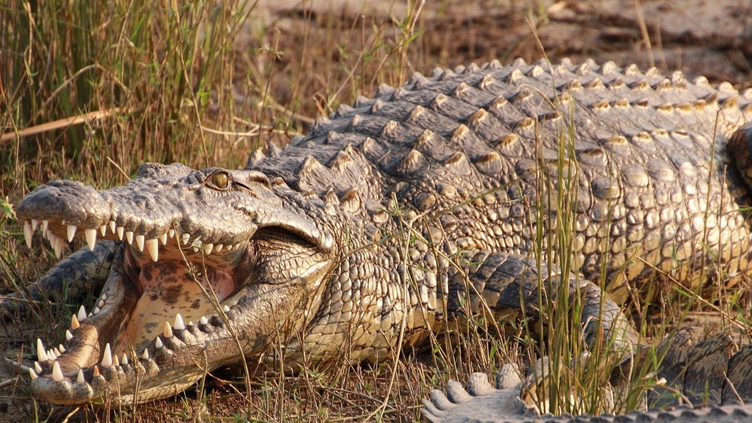 Крокодил живет в африке. Гребнистые крокодилы-людоеды. Нильский крокодил людоед.