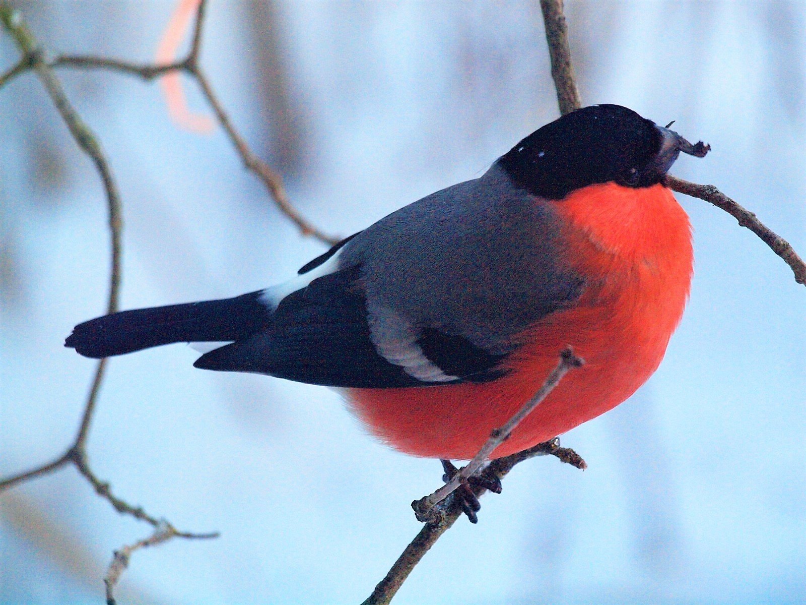 Птичка снегирь фото с красной грудкой