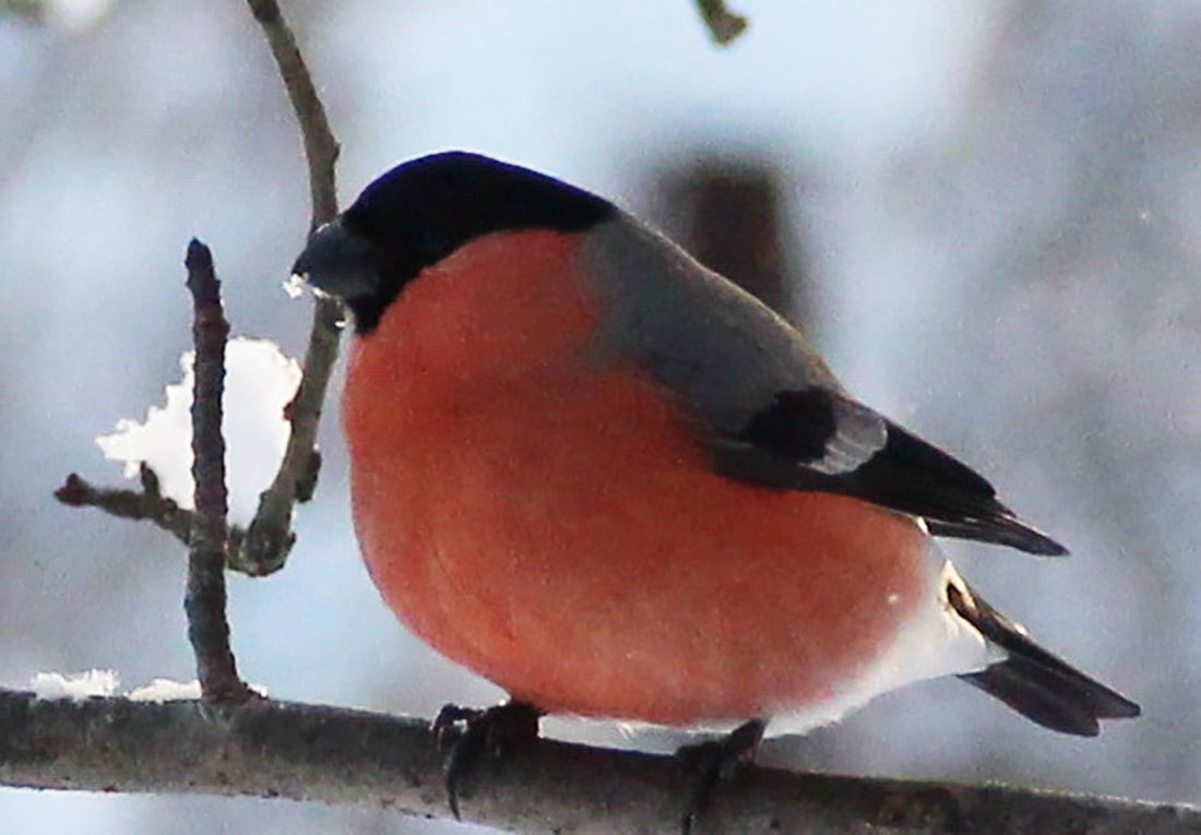 Птицы с красной грудкой но не снегирь фото и название