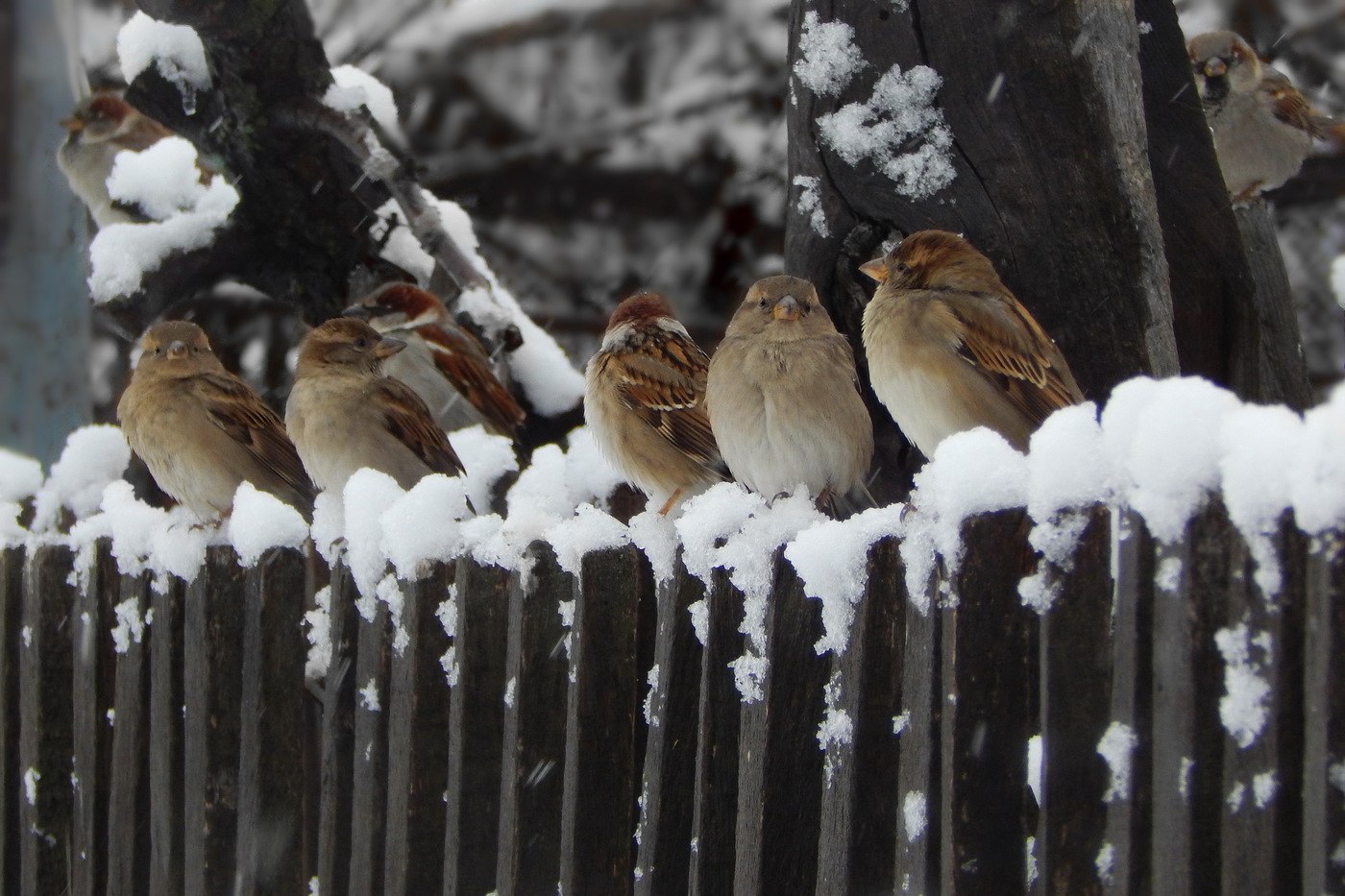 Сугробы поют. Птицы поют зимой. Март птицы. Зимующие птицы-Поющие.