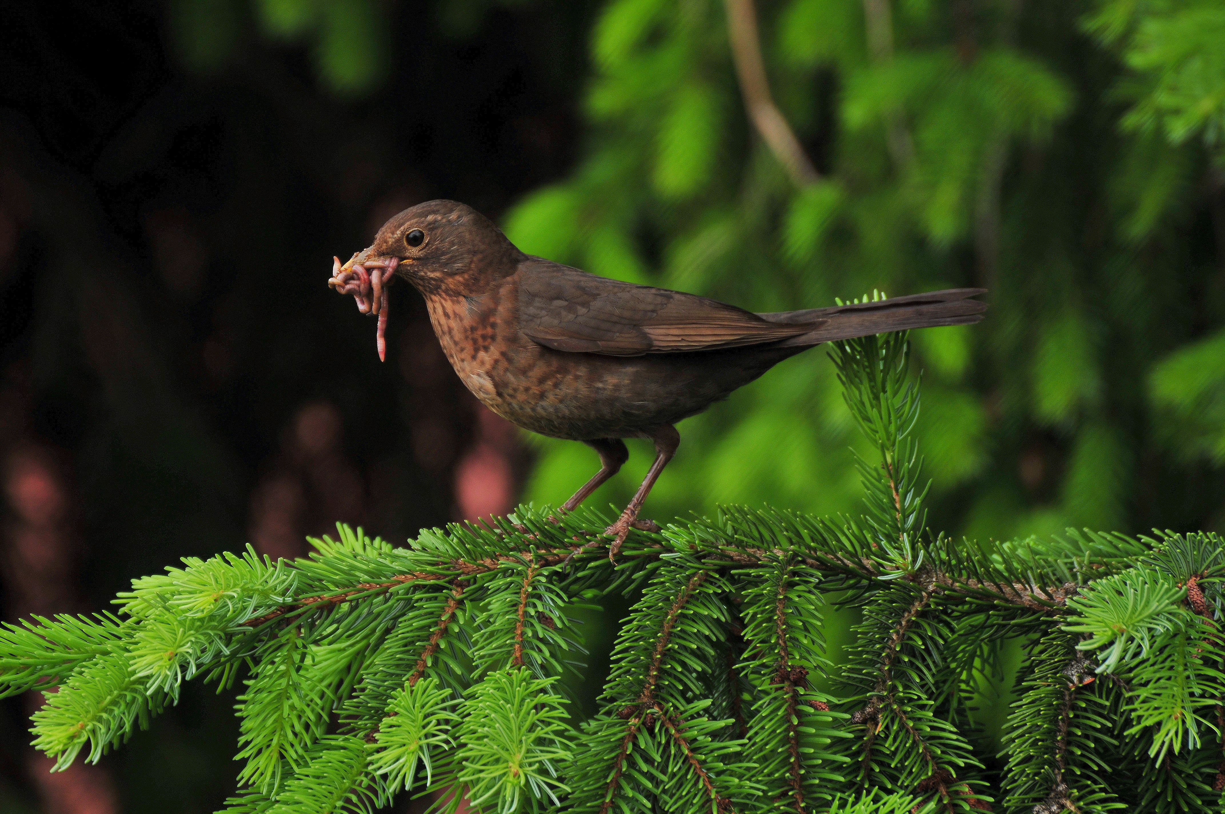 Дрозд самка. Черный Дрозд самка. Turdus Merula самка. Мадагаскарский яйценосный Дрозд самка. Самка дрозда фото.