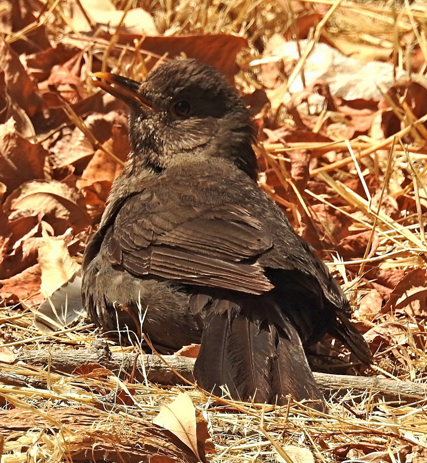 Дрозд самка. Turdus Merula самка. Черный Дрозд самка. Очковый Дрозд.